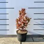 Azalka veľkokvetá (Azalea Mollis) ´ANNA´ - výška 30-50 cm, kont. C3L